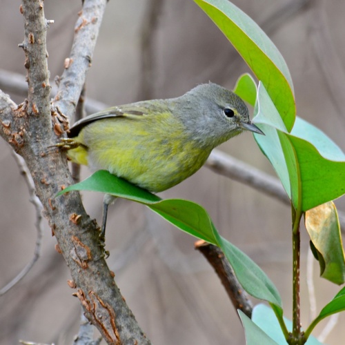 Orange-crowned Warbler