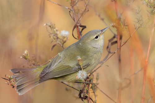 Orange-crowned Warbler
