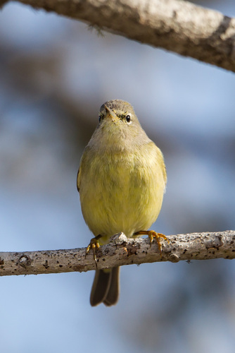 Orange-crowned Warbler