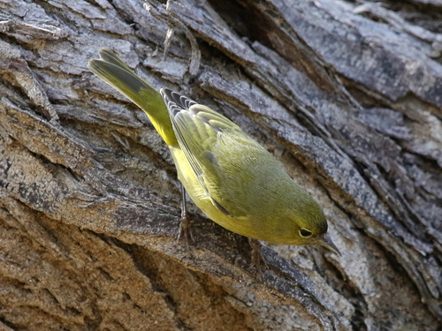 Orange-crowned Warbler