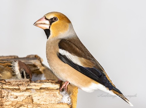 Hawfinch