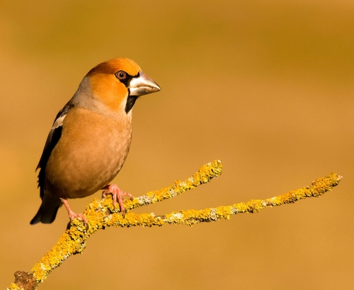 Hawfinch