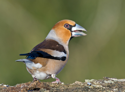Hawfinch