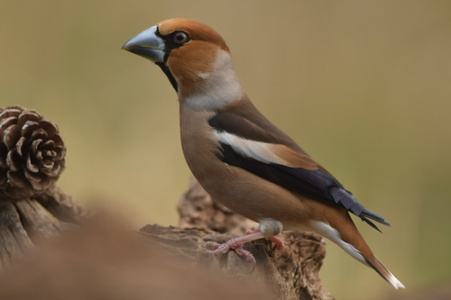 Hawfinch
