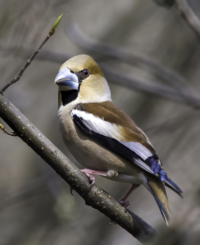 Hawfinch