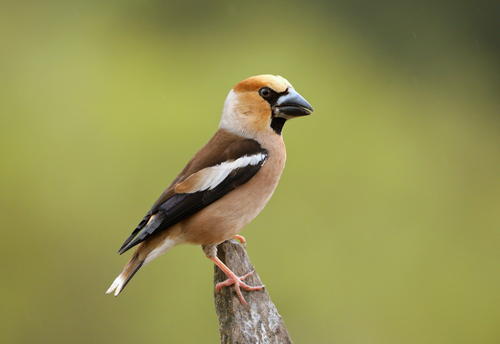 Hawfinch