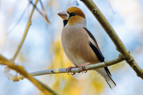 Hawfinch