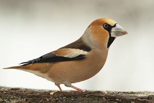 Hawfinch