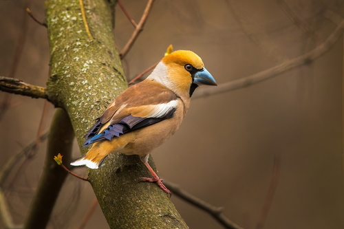 Hawfinch