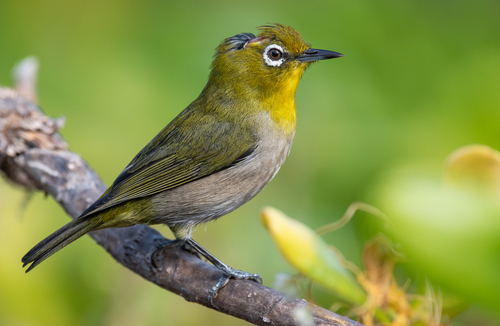 Warbling White-eye