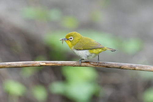 Warbling White-eye