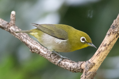 Warbling White-eye