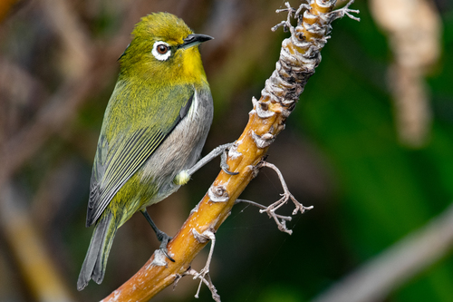 Warbling White-eye