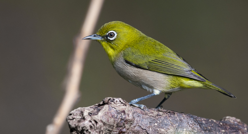 Warbling White-eye