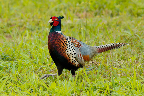 Ring-necked Pheasant