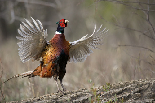 Ring-necked Pheasant