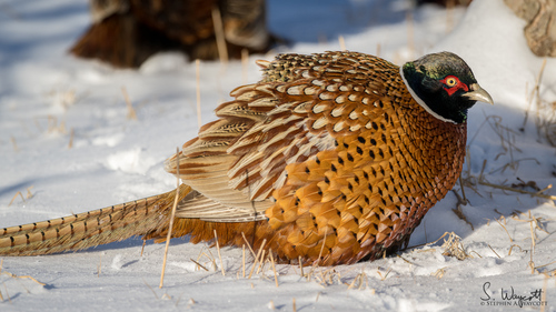 Ring-necked Pheasant