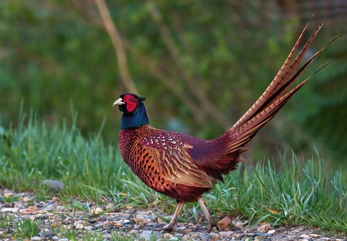 Ring-necked Pheasant