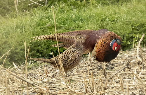 Ring-necked Pheasant