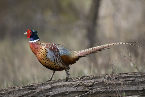 Ring-necked Pheasant