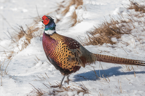 Ring-necked Pheasant