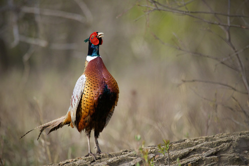 Ring-necked Pheasant