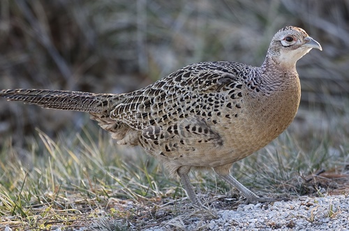 Ring-necked Pheasant