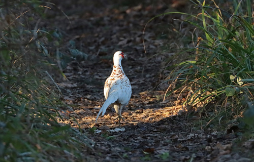Ring-necked Pheasant