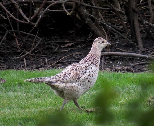 Ring-necked Pheasant