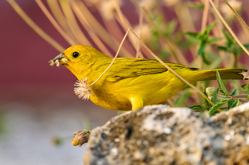 Saffron Finch