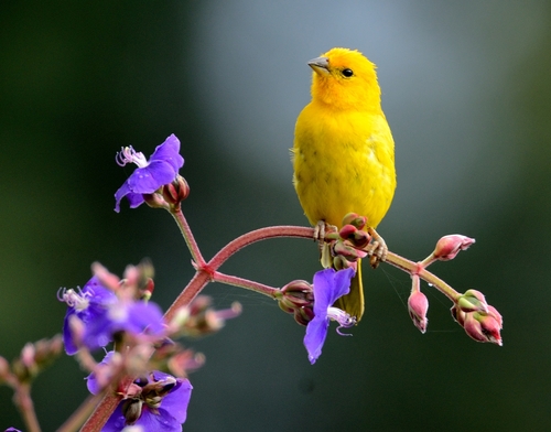 Saffron Finch