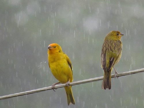 Saffron Finch