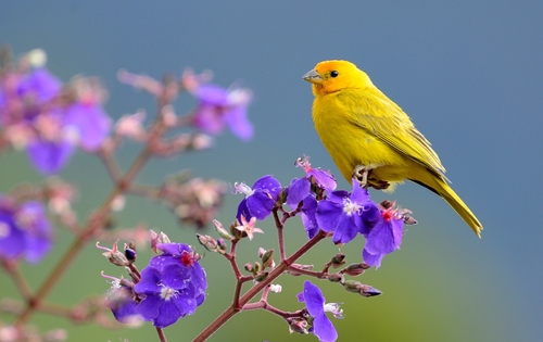 Saffron Finch