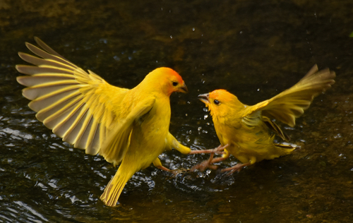 Saffron Finch