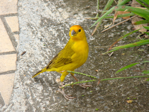 Saffron Finch
