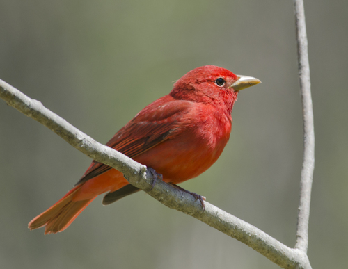 Summer Tanager
