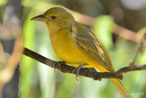 Summer Tanager