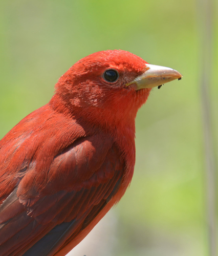 Summer Tanager
