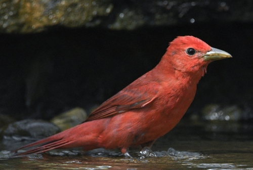 Summer Tanager
