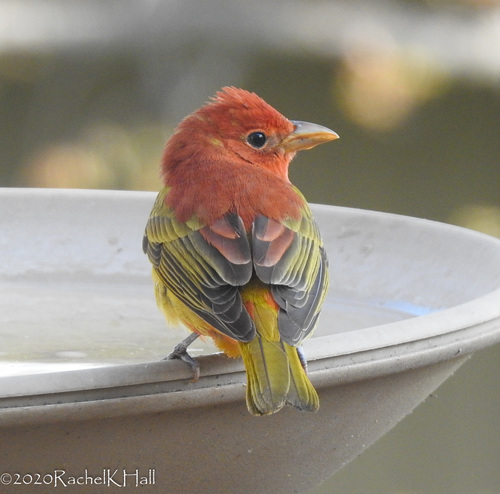 Summer Tanager