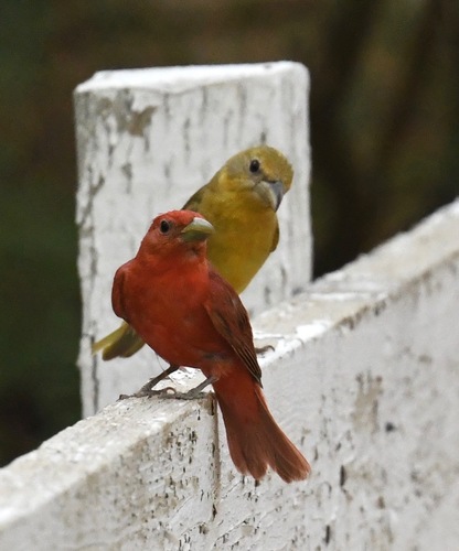 Summer Tanager
