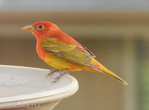 Summer Tanager