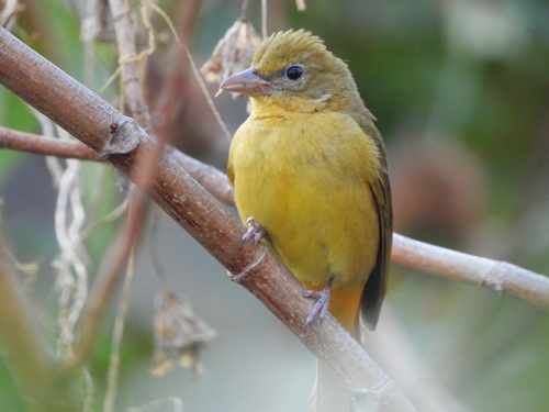 Summer Tanager