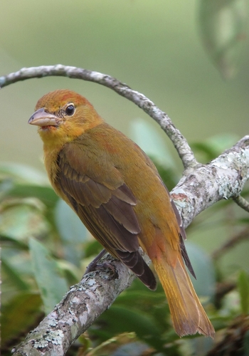 Summer Tanager