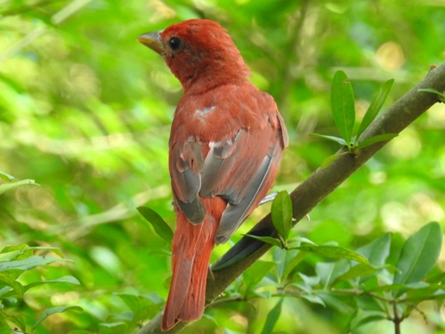 Summer Tanager