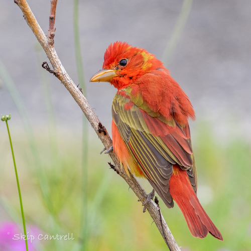 Summer Tanager