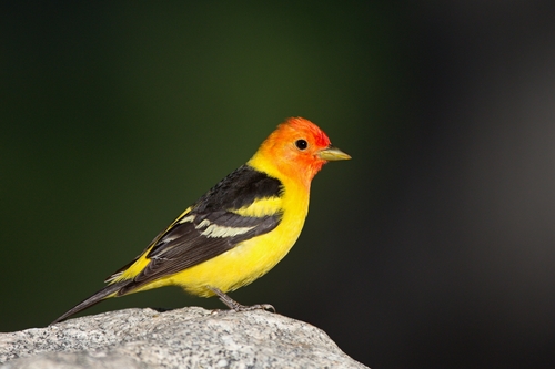 Western Tanager
