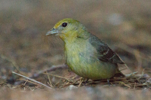Western Tanager