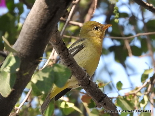 Western Tanager