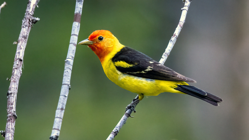Western Tanager